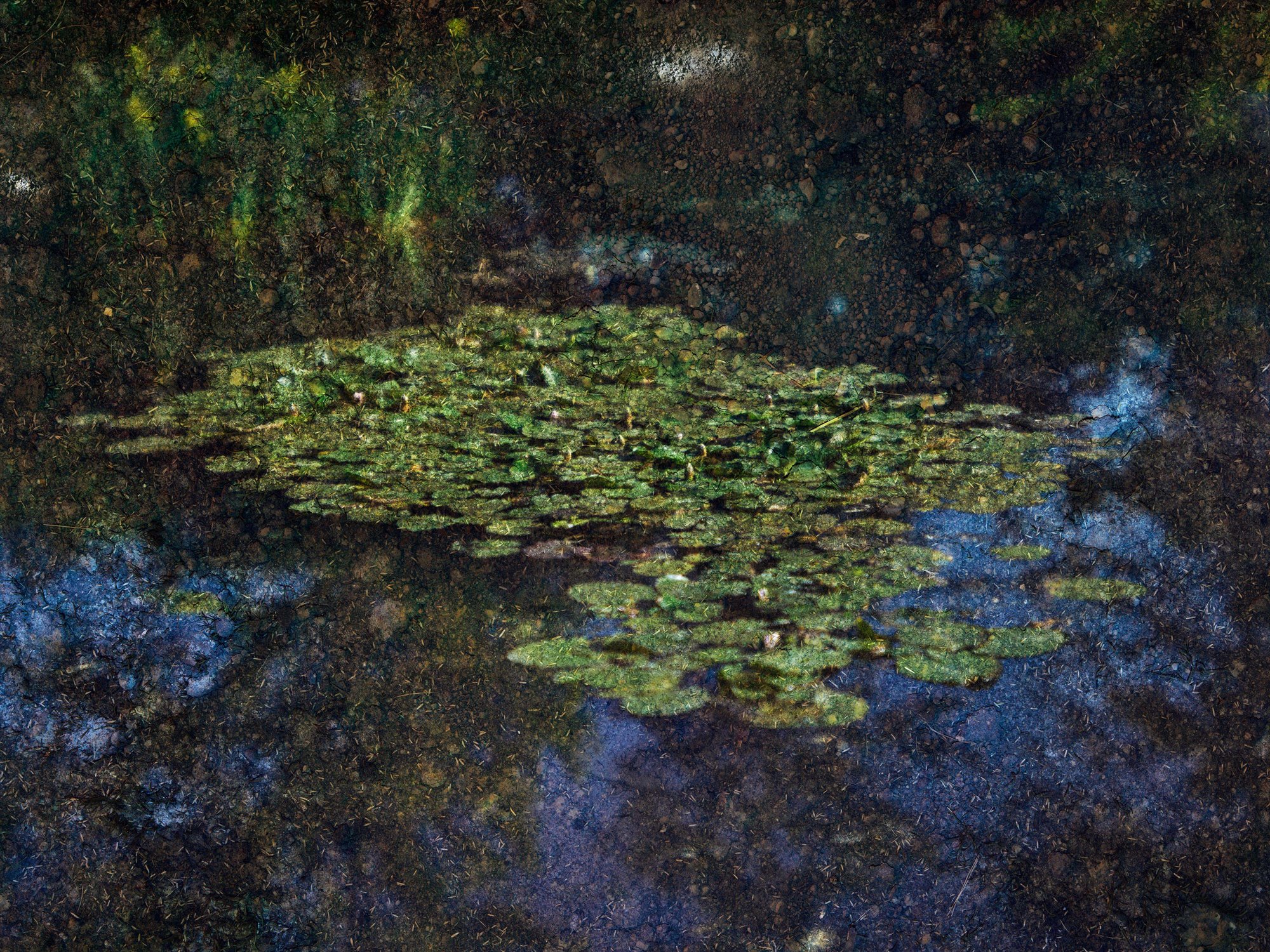  Water Lilies in Monet's Water Garden